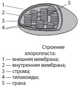 Строение хлоропласта рисунок с подписями